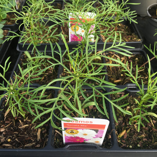 Cosmos Sonata mixed  - 6 pack